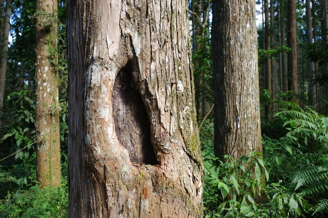 The Nature of the Allegations