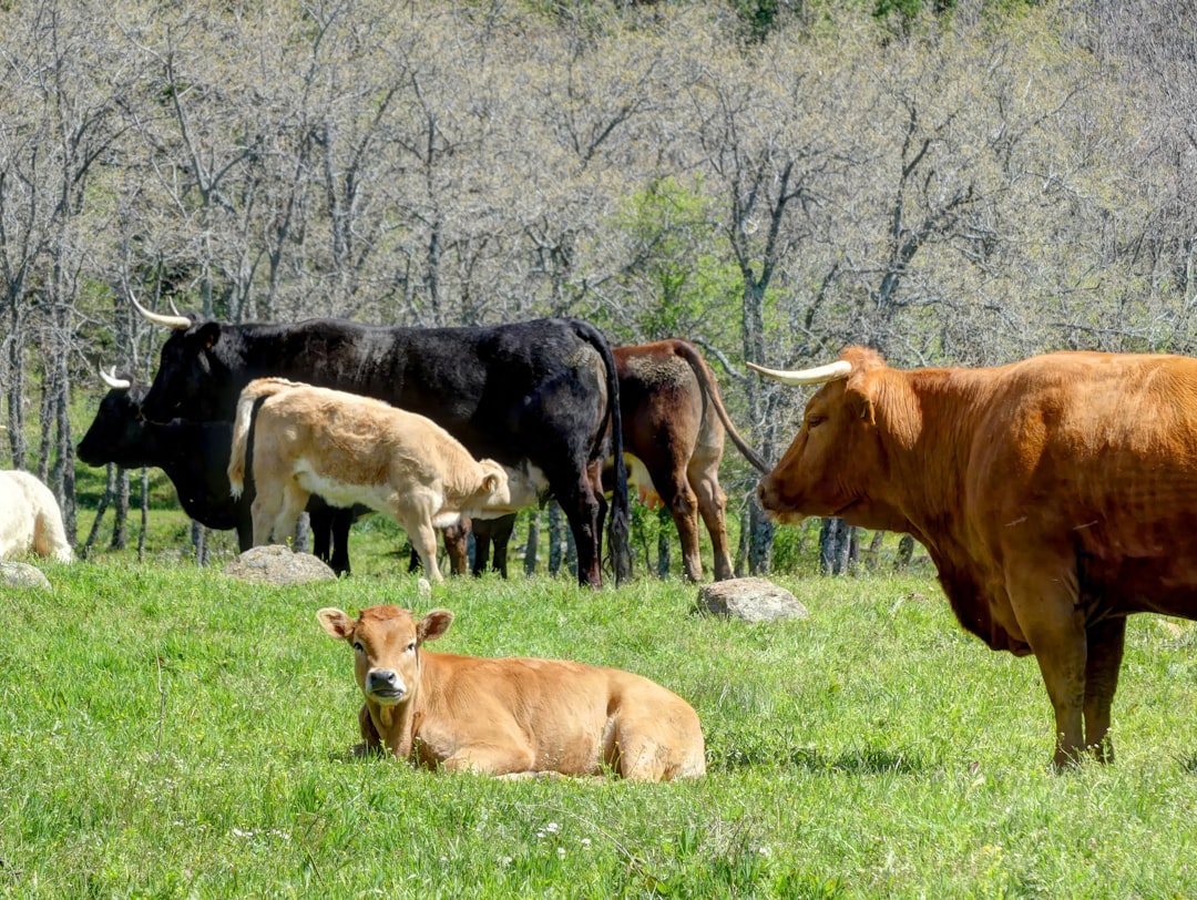 A Positive Shift in Cattle Numbers