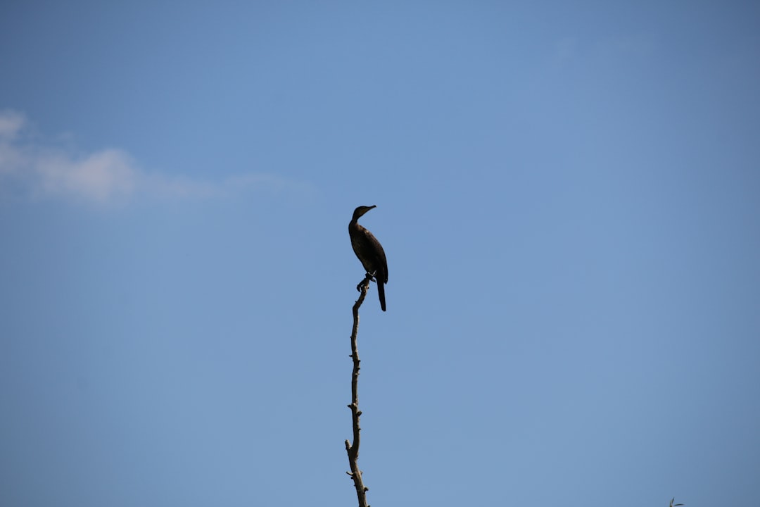 Raptors Climb the Standings