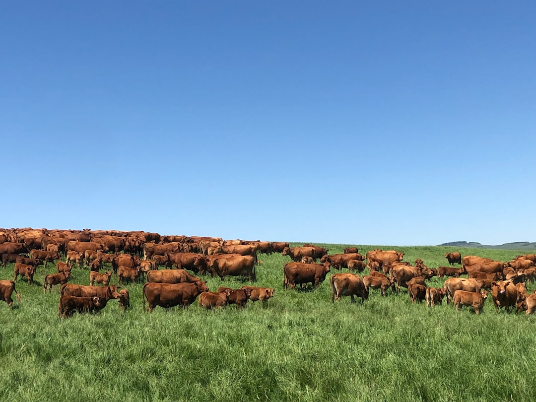 Cattle Numbers on the Upswing