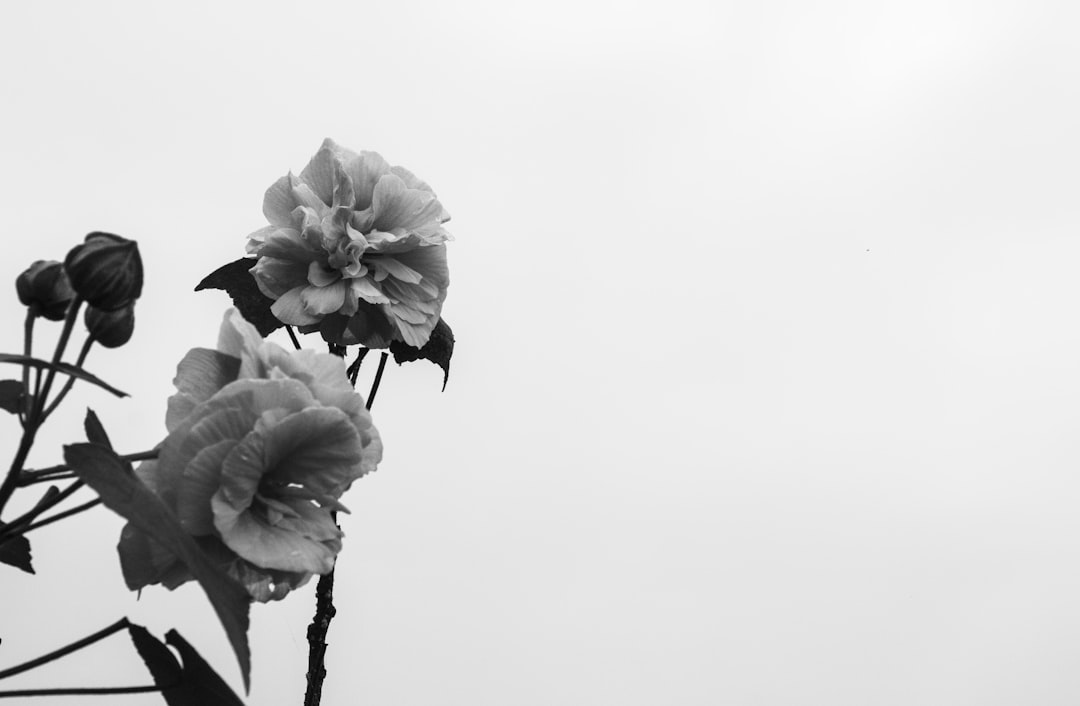 Capturing Emotion Through Music