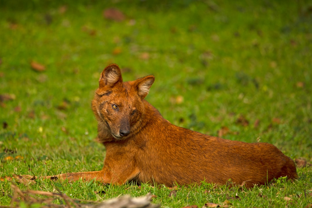 Controversial Euthanisation of Dingoes