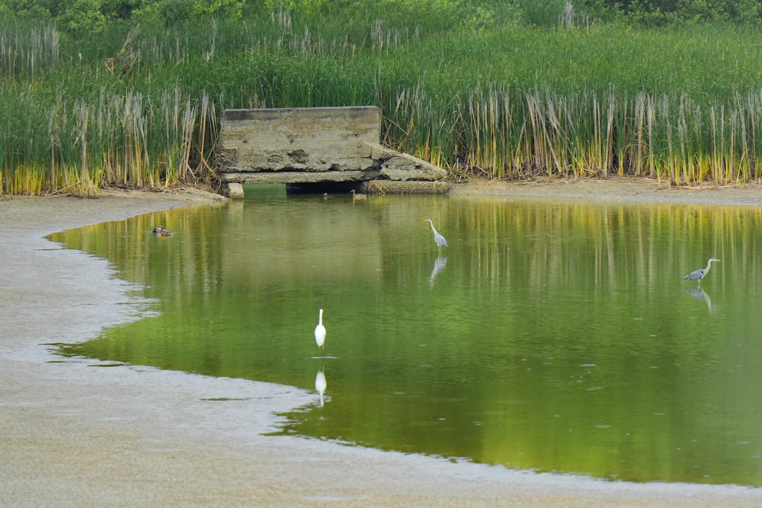 Reactions from Environmental and Military Experts