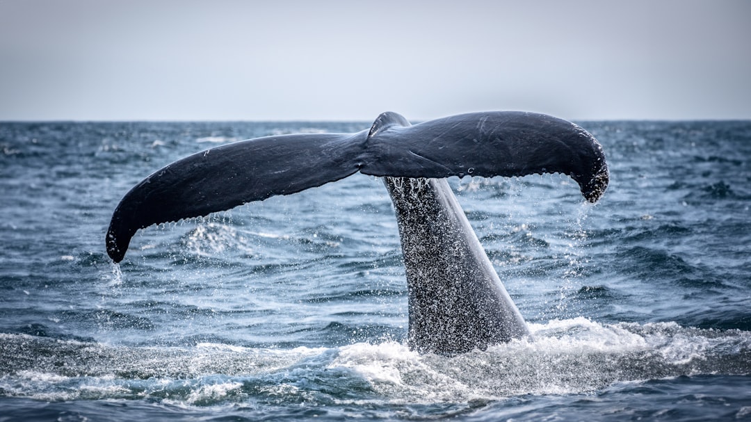 Insights into Whale Communication