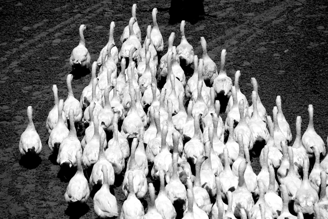 The Role of the White Army