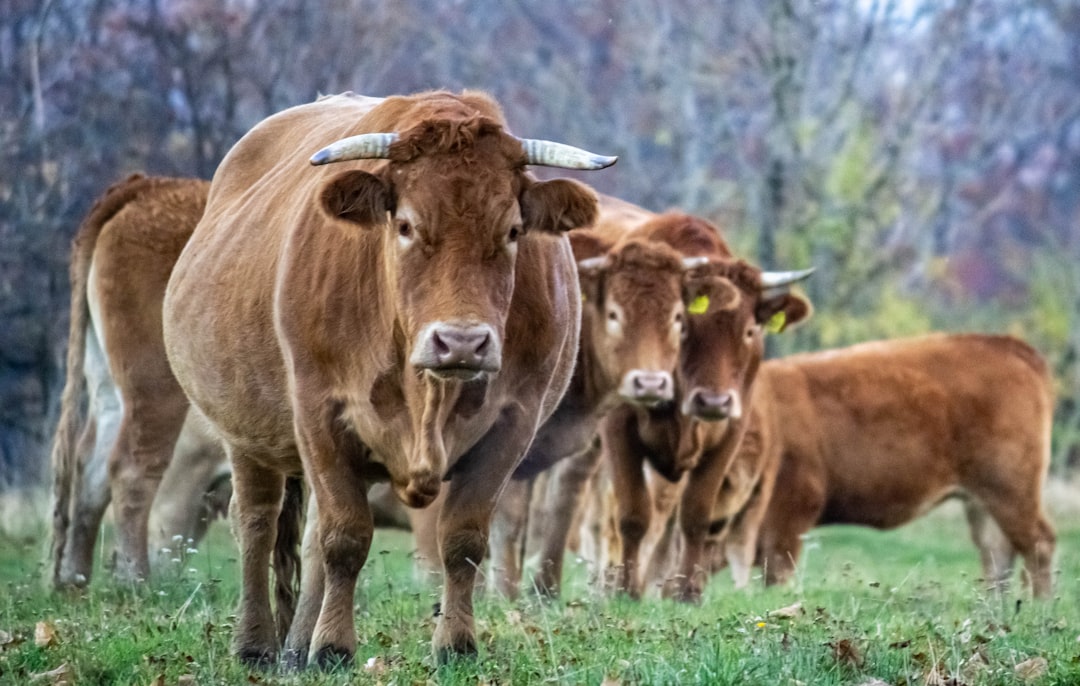 Cattle Numbers on the Rise