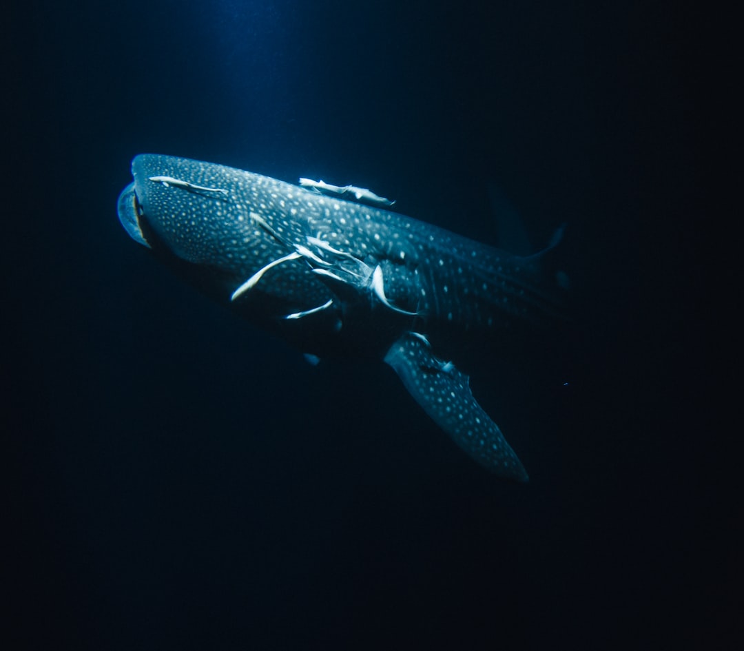 The Emotional Resonance of Whale Songs