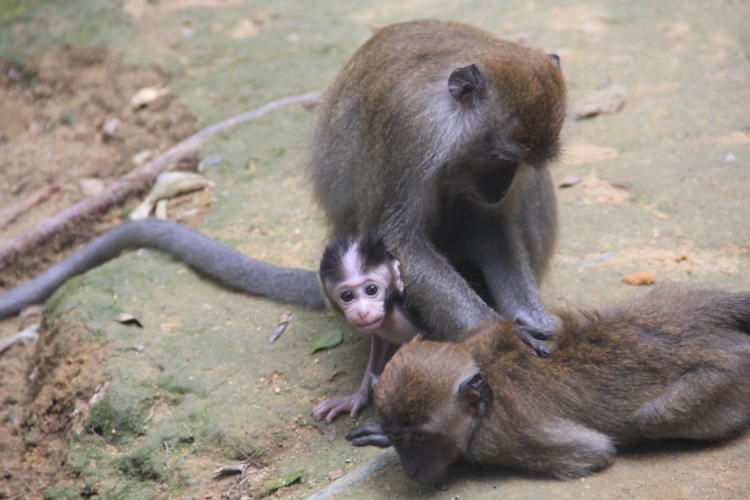 The Role of Monkey Neurons