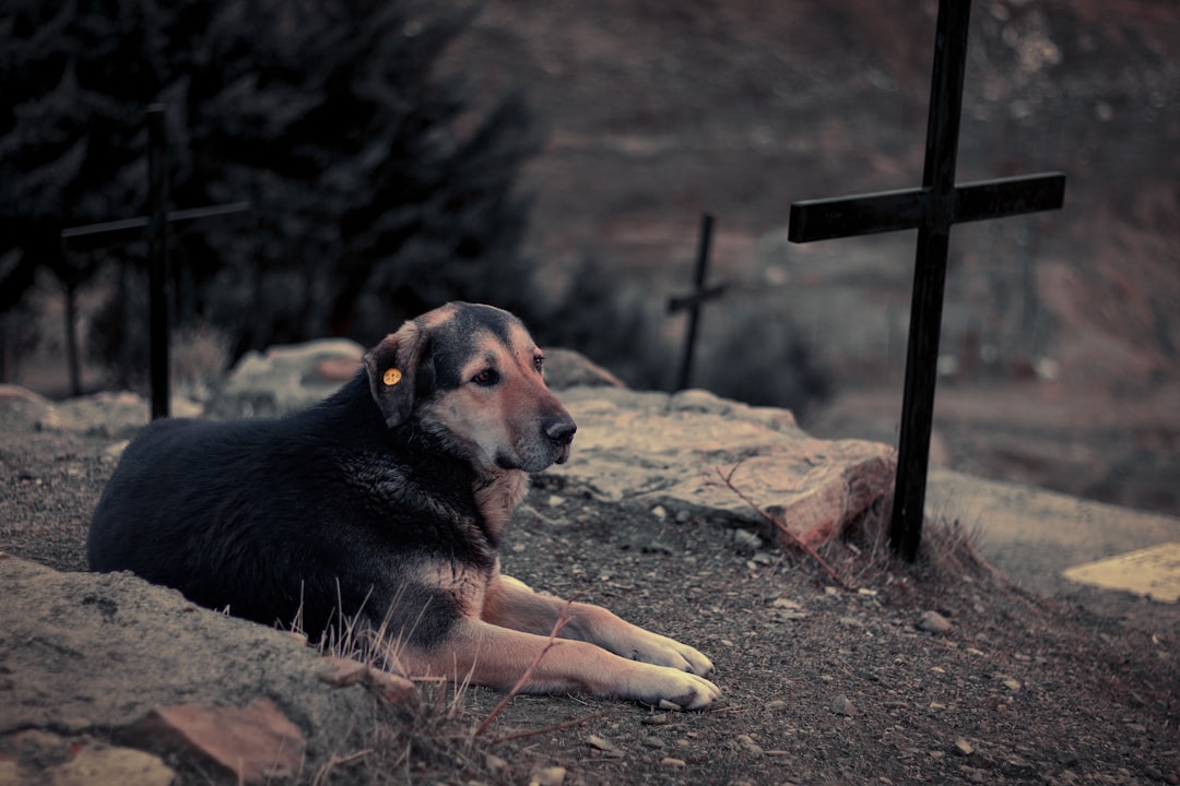 Remembrance of a Loyal Companion