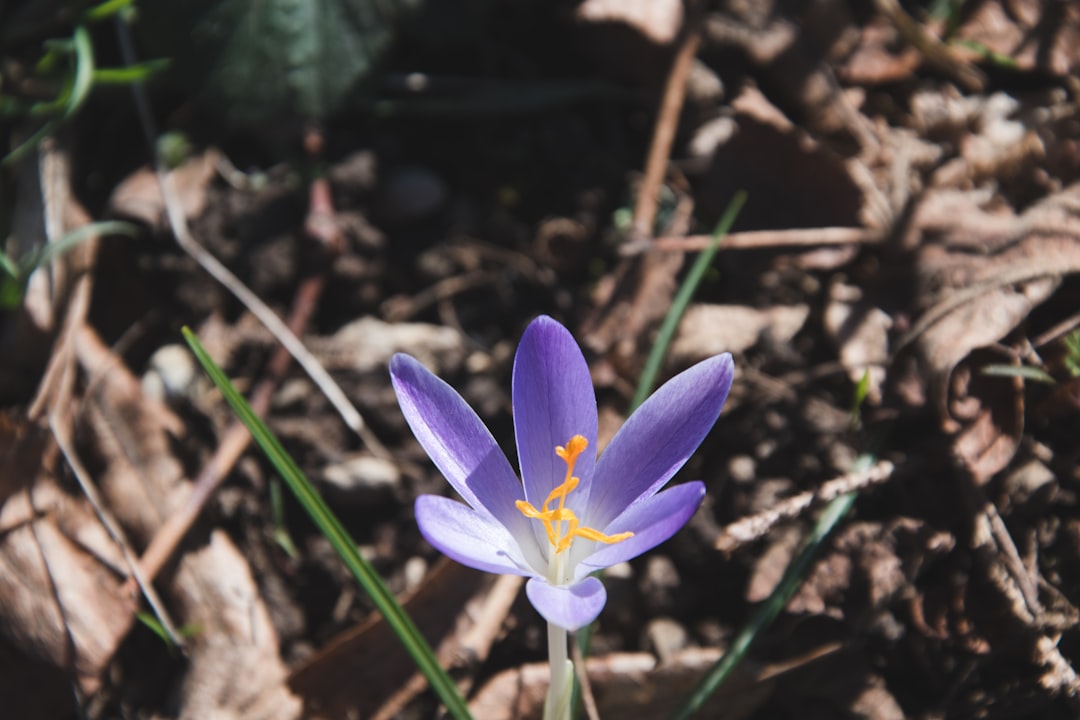 Anticipated Content of the Spring Statement