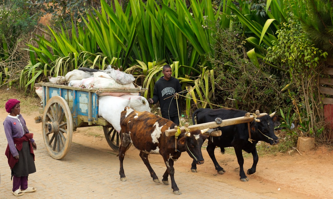 Economic Impact on African Nations