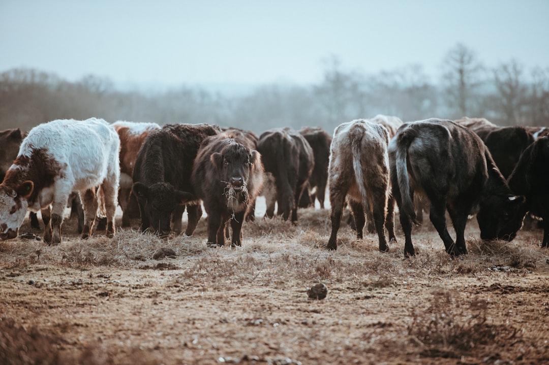 A Gradual Rebound in Cattle Numbers