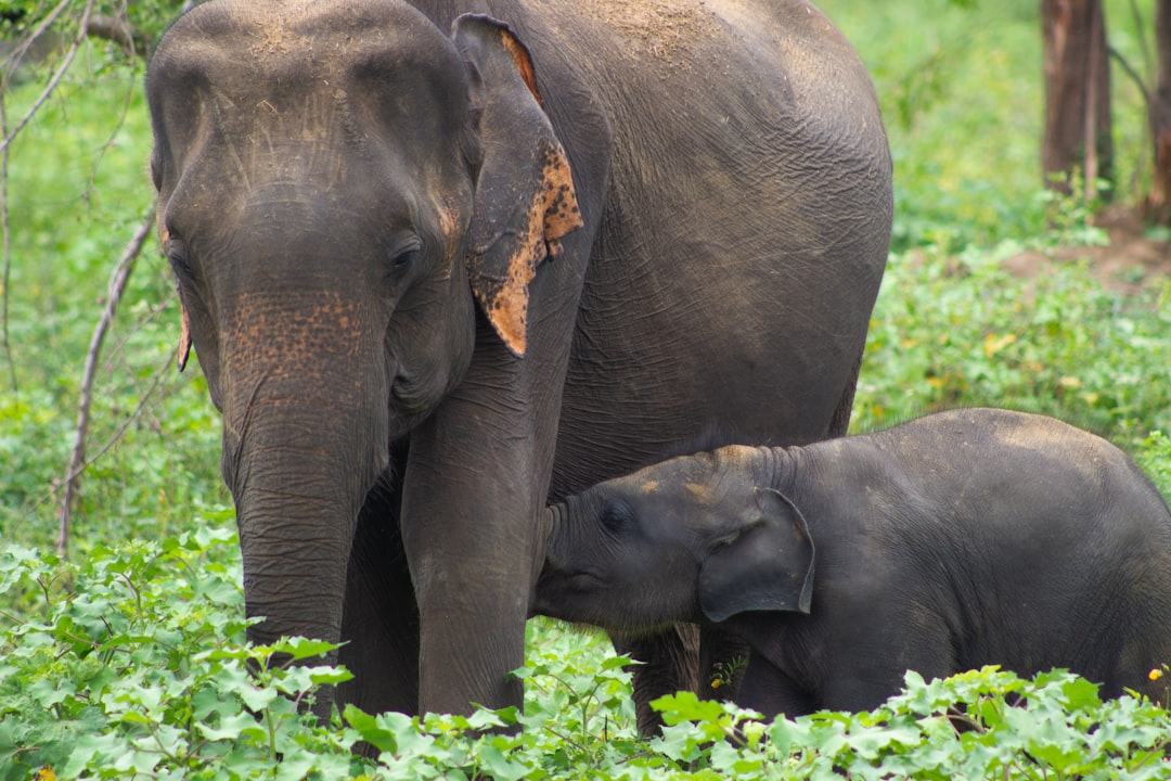 Strained Relations with the US