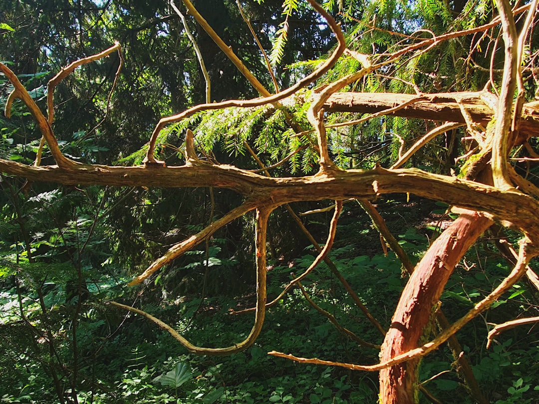 Tensions Between Branches of Government