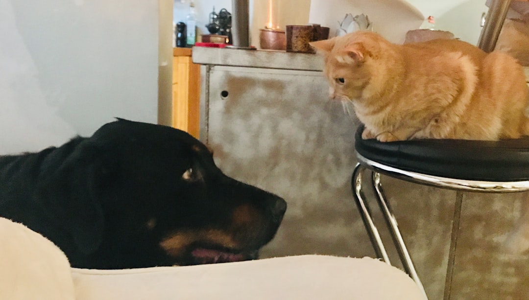 Tensions in UK-US Relations