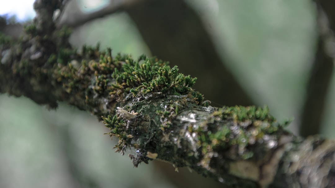 A Unique Ecosystem in Peril