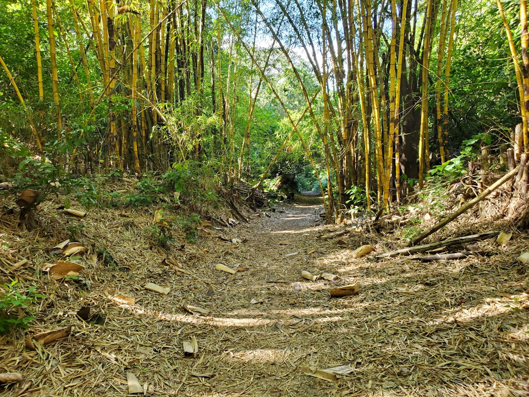 Restoring the Ecosystem: A Path Forward