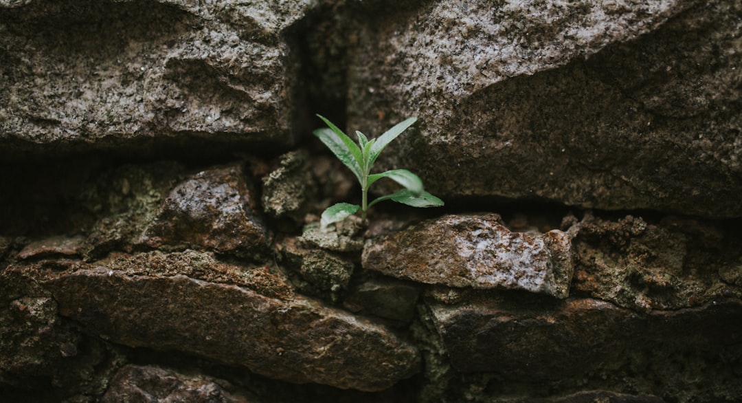 Overcoming Challenges in Restoration