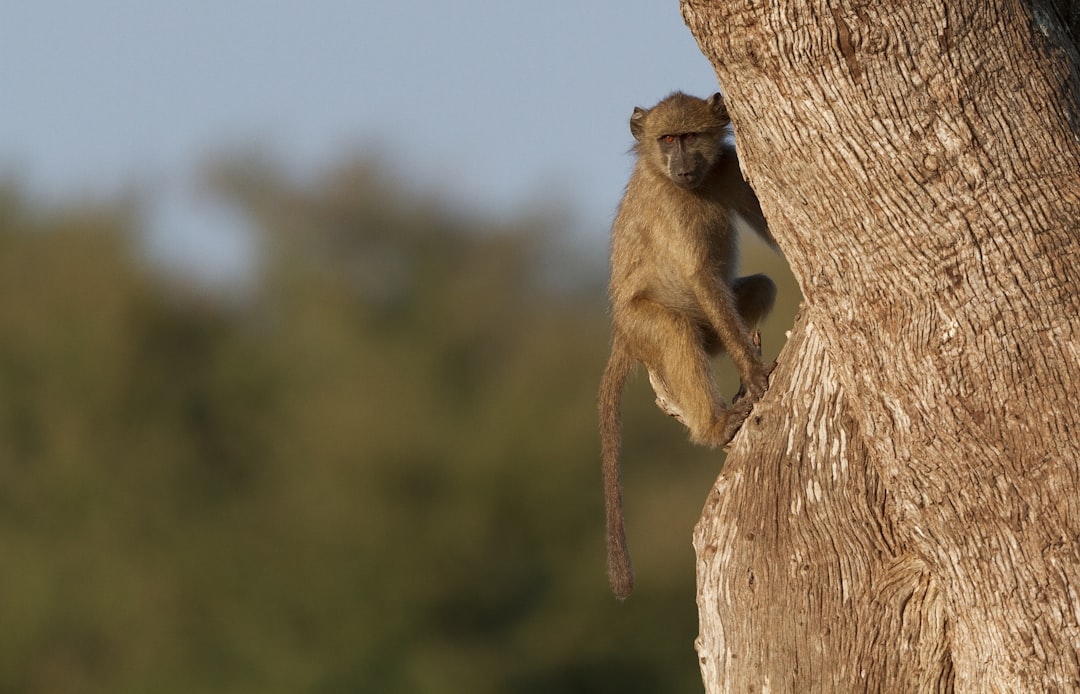 The Role of Monkey Neurons