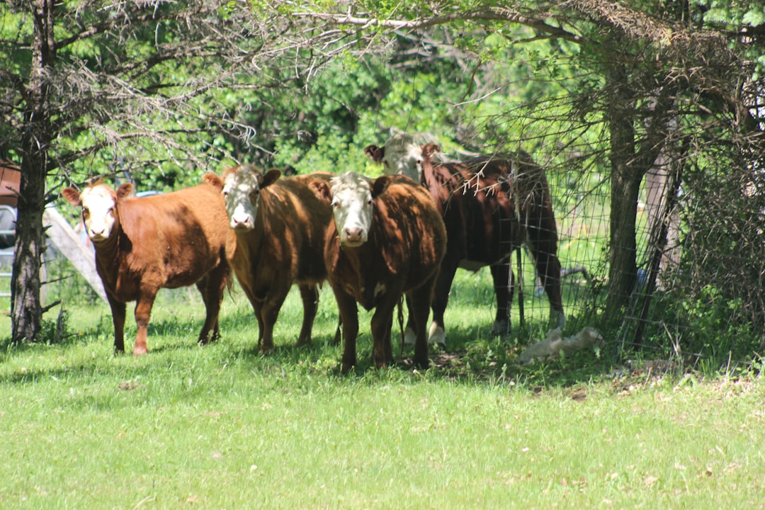 Recovery Signs in Cattle Numbers