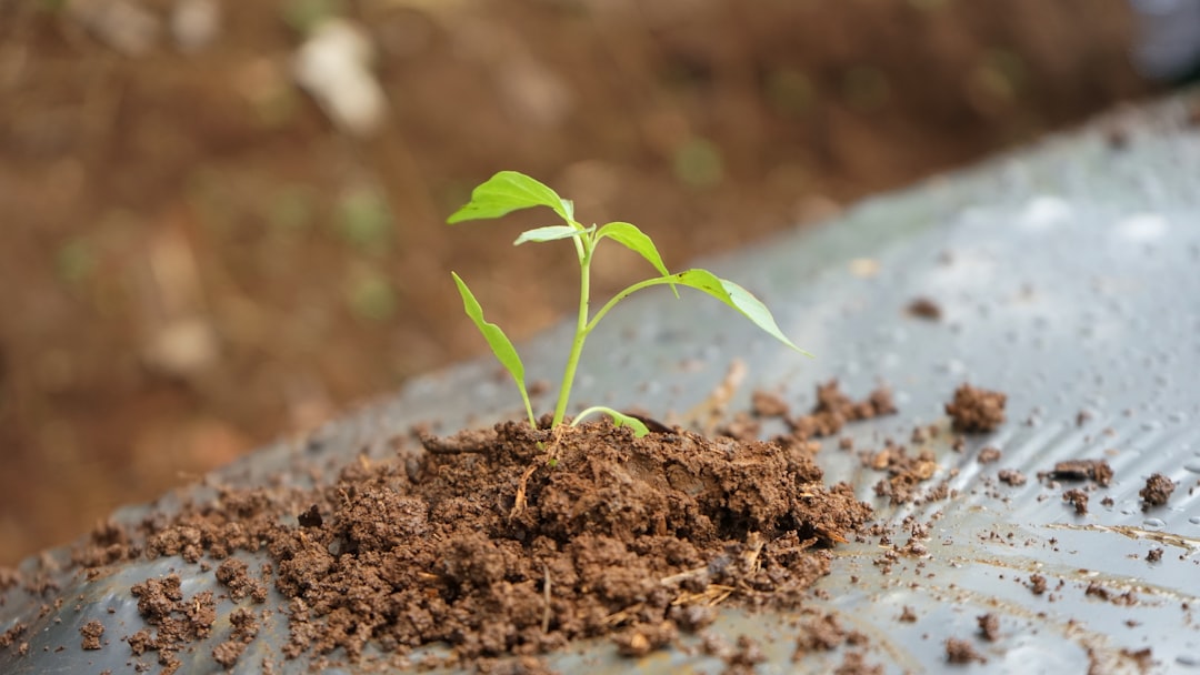 Emphasising Sustainable Growth