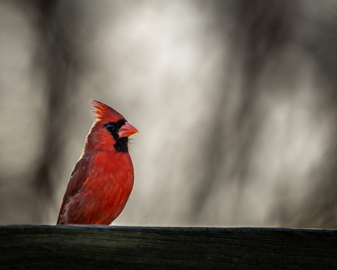 Cardinal's Response and Legal Actions