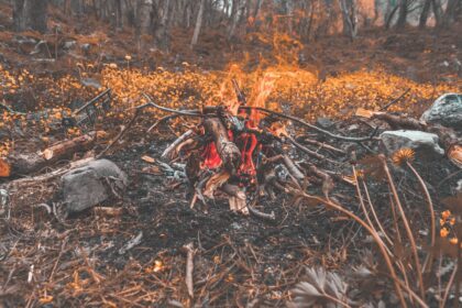 photo-1558439278-070255d1e049