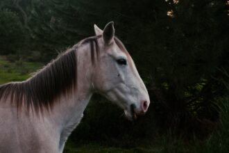 photo-1608575008530-a6a494a428a4