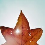 photo-1635884532171-924c95ae2776