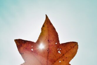 photo-1635884532171-924c95ae2776