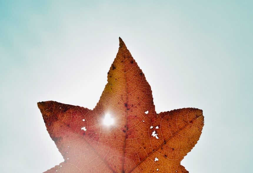 photo-1635884532171-924c95ae2776