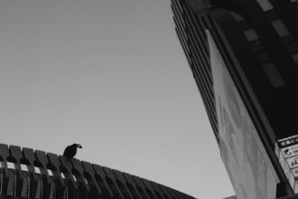 photo-1652373579402-0cc0ee0e4540