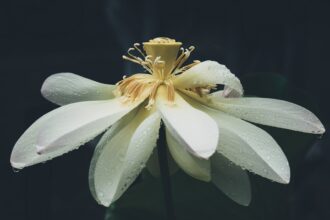 photo-1656844682205-0c6ae4090560