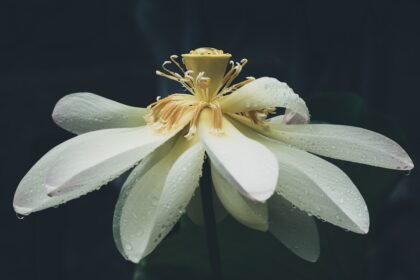 photo-1656844682205-0c6ae4090560