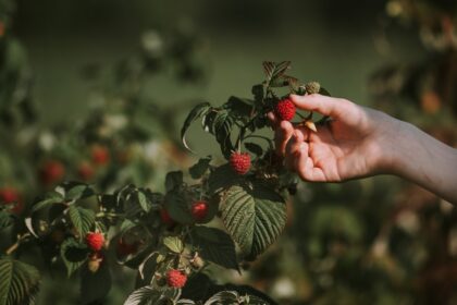 photo-1669839129593-0081c8713ced