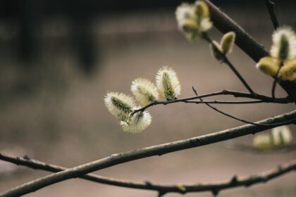 photo-1681564364368-ff21f3cb49b2-1