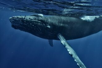 photo-1698334846759-2cdc3352dd85-1