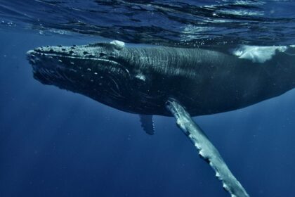 photo-1698334846759-2cdc3352dd85-1