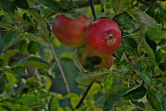 photo-1702897906462-b47c34908f36