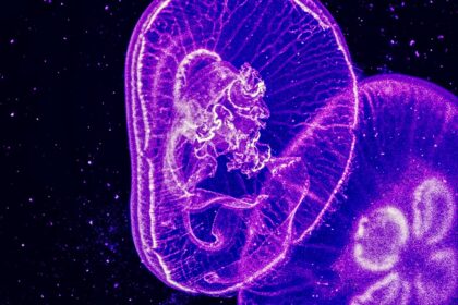 photo-1762970321597-2a21bb25f2c7