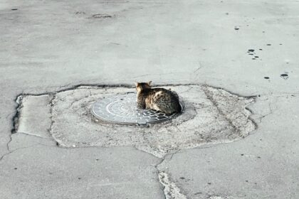 photo-1768056088977-be5e941500e1