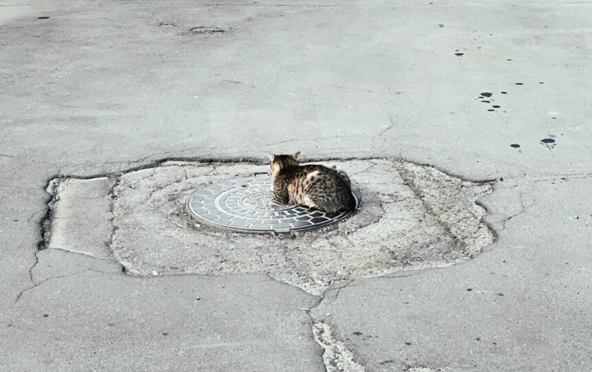 photo-1768056088977-be5e941500e1