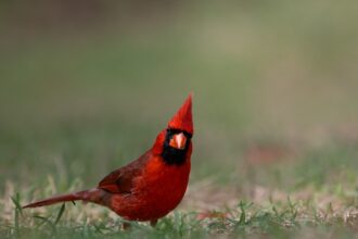 photo-1771637077602-00758417bb62