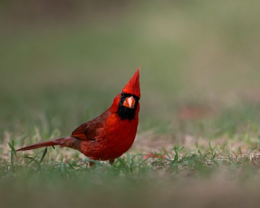 photo-1771637077602-00758417bb62