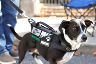 22dc-housing-pets-wkcj-mediumSquareAt3X-1