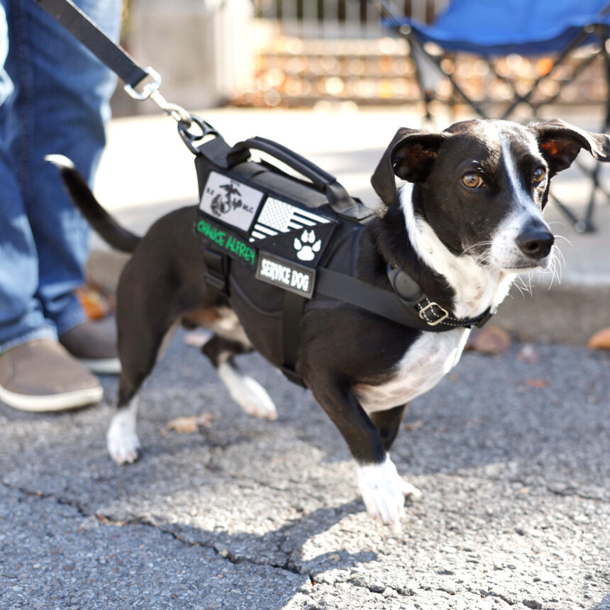 22dc-housing-pets-wkcj-mediumSquareAt3X-11