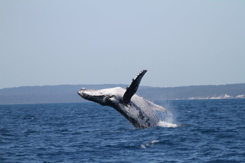 Humpback_Whale_Migration_8_8_6