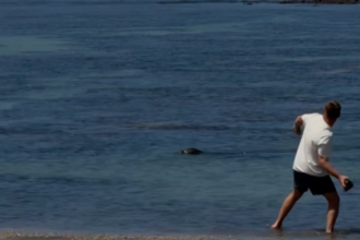 Man-throws-rock-at-monk-seal-in-Hawaii