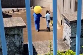 Two-Americans-arrested-after-entering-Punch-the-monkeys-enclosure-at-Japanese-zoo