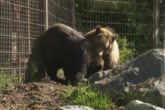 bear-bros-1_1-1